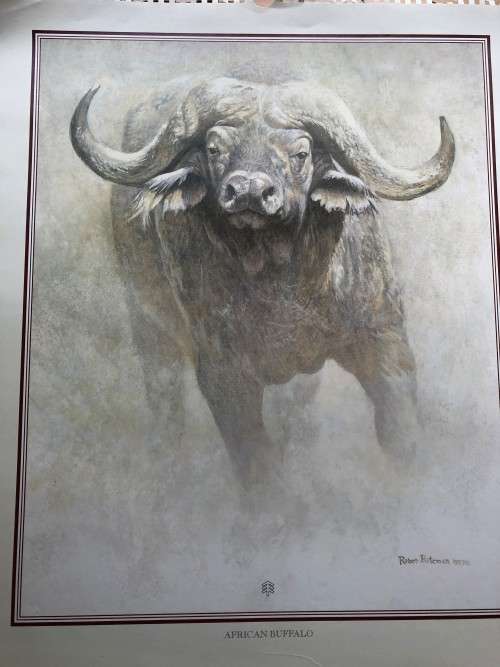 Robert Bateman calendar print, titled ` African Buffalo`