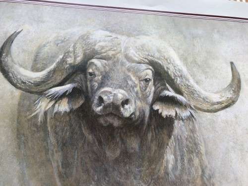 Robert Bateman calendar print, titled ` African Buffalo`