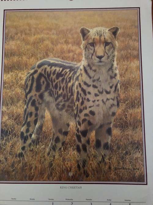 Robert Bateman calendar print titled `King Cheetah`