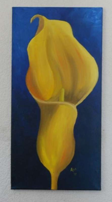 Yellow Arum
