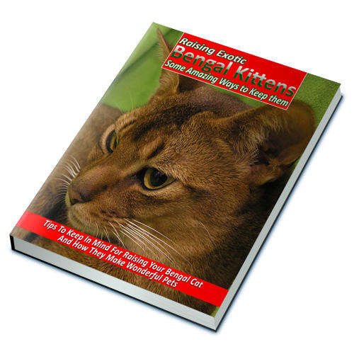 Raising Bengal Cats - Cat Breeding