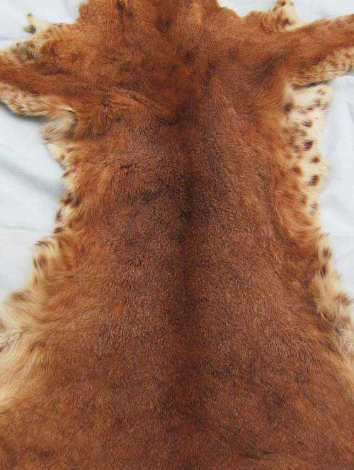 Cured Rooikat Caracal fur skin