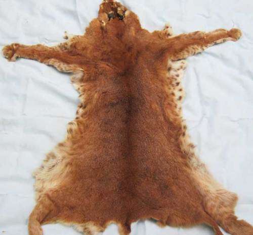 Rooikat