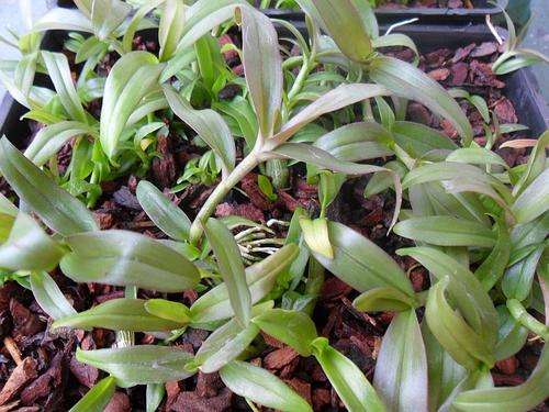 Orchids: Dendrobium anosmum seedlings