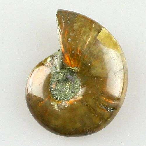 92.20 cts Natural AMMONITE (Madagascar) - good opalization