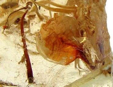 Natural AMBER with PLANT and / or INSECT inclusions