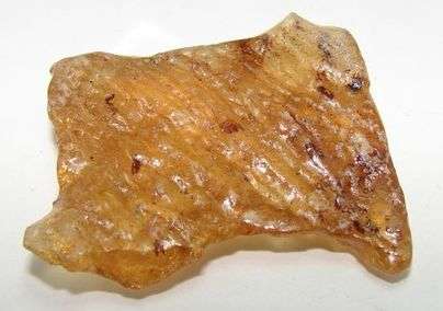 Natural AMBER with PLANT and INSECT inclusions