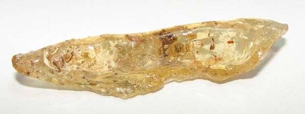 Natural AMBER with PLANT and / or INSECT inclusions