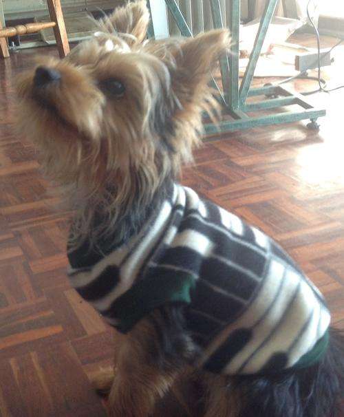 Bargain!! Beautiful Polar Fleece Dog Jerseys