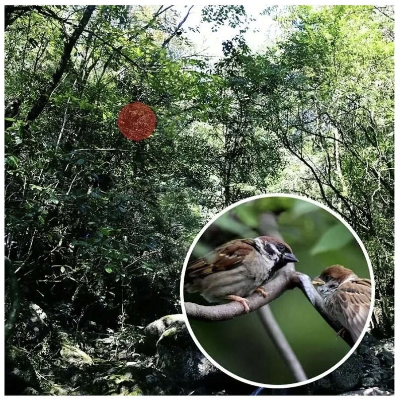 HD Mini Telescope
