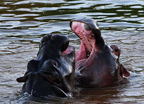 LUXURY KRUGER ESCAPE! R16 800 VALUE!!! SABI RIVER SUN 6 SLEEPER 10-02 > 17-02 (7 NIGHTS)