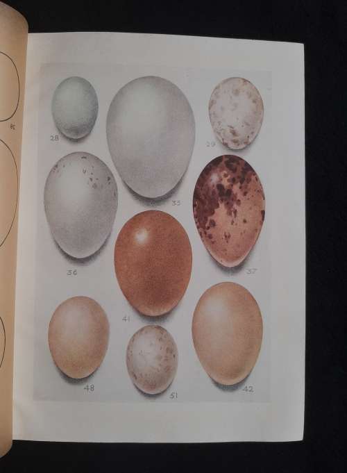 Eggs of Birds Breeding in Southern Africa - Captain Cecil D.Priest