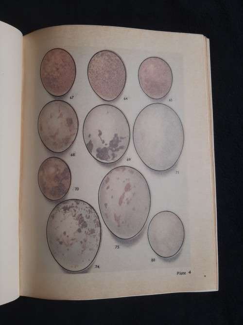 Eggs of Birds Breeding in Southern Africa - Captain Cecil D.Priest