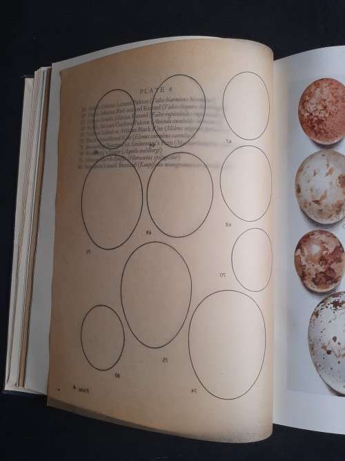 Eggs of Birds Breeding in Southern Africa - Captain Cecil D.Priest