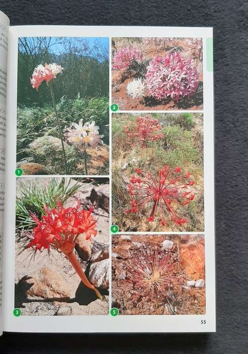 Field Guide to Fynbos - John Manning