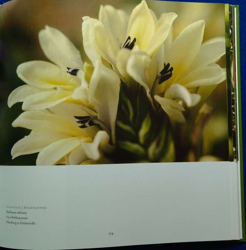 Vanishing Flora - Anneke Kearney
