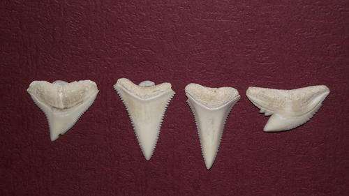 REDUCED ..A SELECTION OF SHARKS TEETH  VERY COLLECTIBLE OR TO BE MADE INTO PENDANTS.