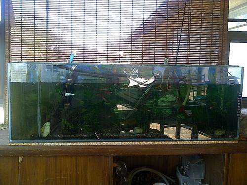 Tropical Fish Tank