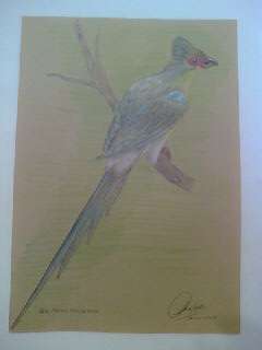 RED-FACED MOUSEBIRD