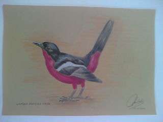 ORIGINAL WORK !!!! CRIMSON BREASTED SHRIKE