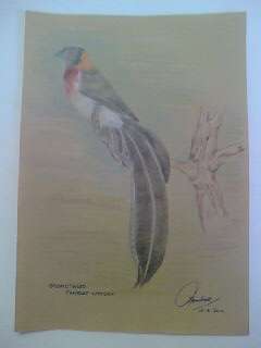 ORIGINAL !!!!  BROADTAILED PARADISE WHYDAH
