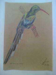 ORIGINAL !!!! RED-BILLED WOOD HOOPOE