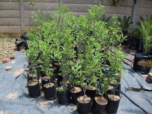 African Baobab trees 4-5 years old. Makes excellent Bonsai!