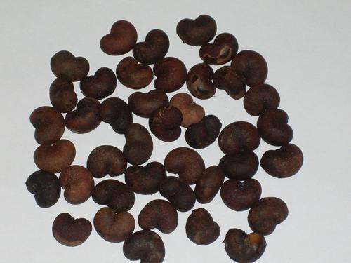 Baobab seeds for bonsai!