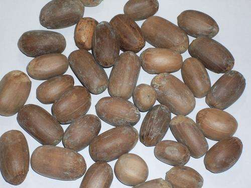 Longifolious cycad seeds