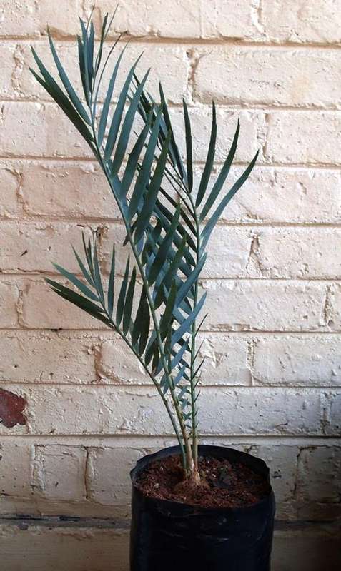 Encephalartos dyerianus 5cm. Rare!!