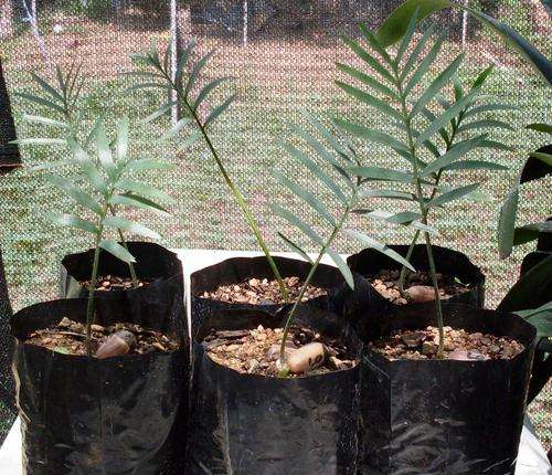 Blue longifolius seedlings