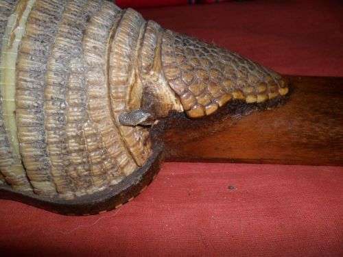 VINTAGE ARMADILLO CHARANGO GUITAR PLUS SOFT CASE