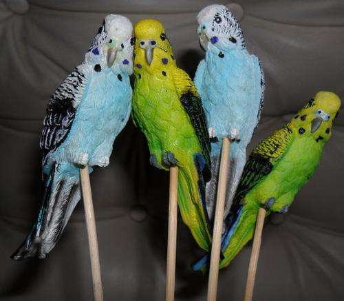 A SET OF 12 BUDGERGIARS TO DECORATE YOUR POT PLANTS .