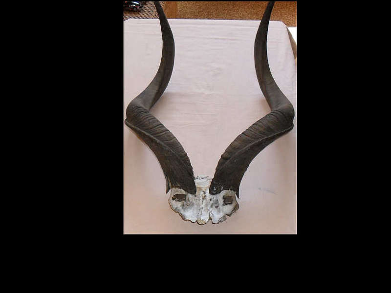 A PAIR OF KUDU HORNS
