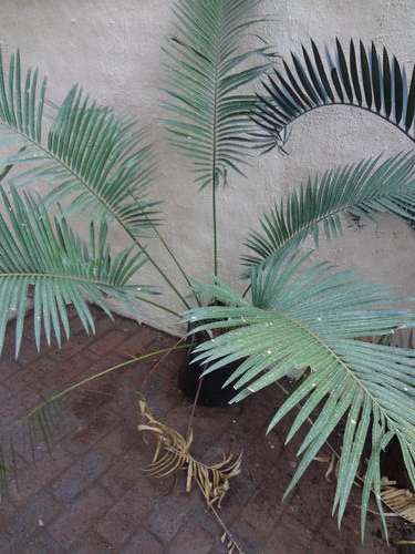 Cycad Cycas Petraea about 10cm-11cm
