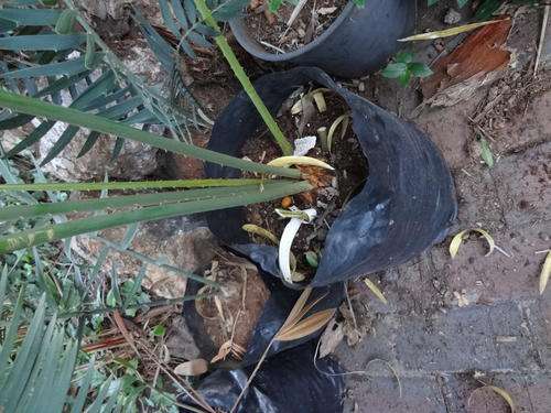Cycad - Cycas Giant Thai 9cm