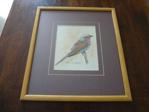 Painting - Framed Lilac Breasted Roller (South African Bird drawing) - 33 cm in length