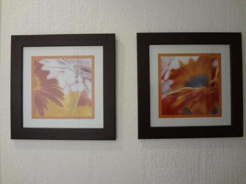 Painting - Framed Floral Gerbera Prints x 2 - 37 cm in length