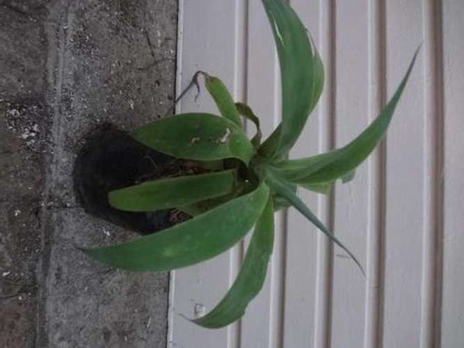 Succulent - agave - plant makes a stem and reaches just under 2 m in height