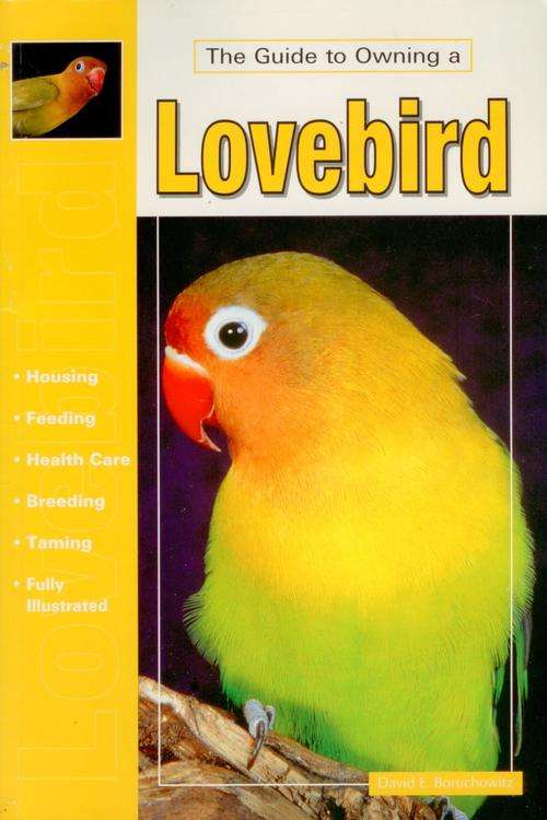 The Guide To Owning a Lovebird