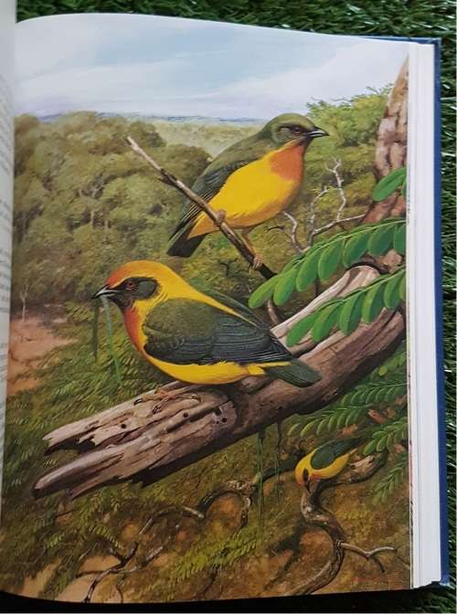 The Rare Birds of Southern Africa: - P.A. Clancey