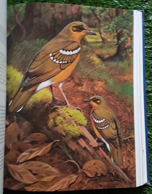 The Rare Birds of Southern Africa: - P.A. Clancey