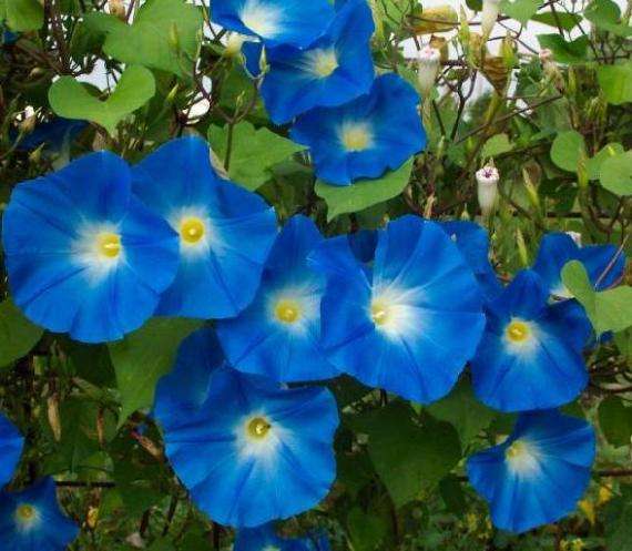Psychoactive - Heavenly Blue - Morning Glory Seeds 100 grams