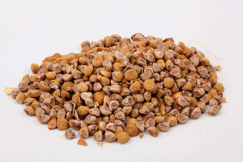 Hawaiian Baby Woodrose Seed ( Argyreia nervosa ) 10 Seeds