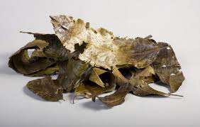 Chaliponga (Diplopterys cabrerana) / Syrian Rue Ayahuasca Mix