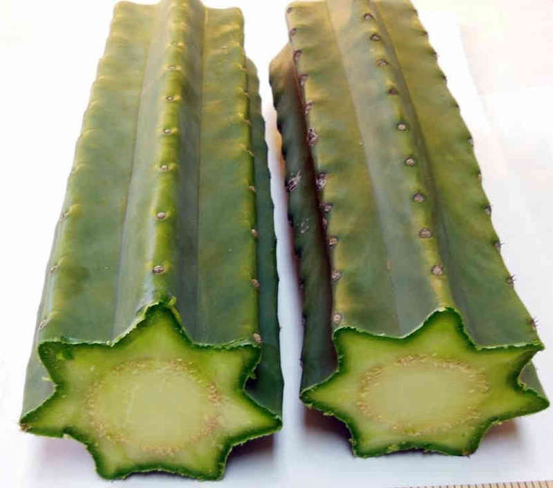 San Pedro (Trichocereus pachanoi) cactus cuttings 15cm