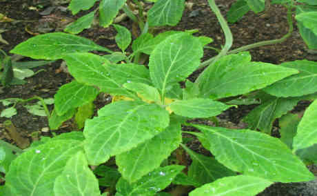 Live Salvia Divinorum Cuttings