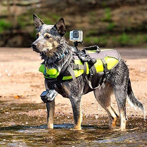 Pet Photography Harnass Bracket Strap GoPro Holder