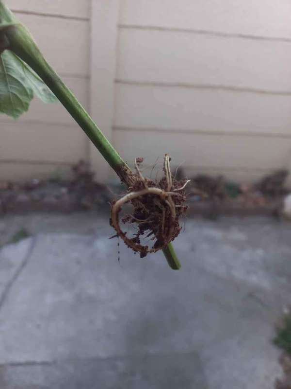 Root pods for Propagation (x10) Transparent