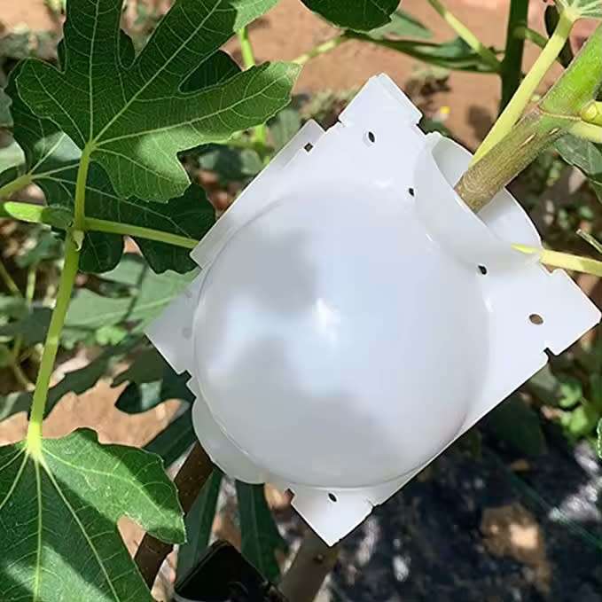Root pods for Propagation (x10) Transparent